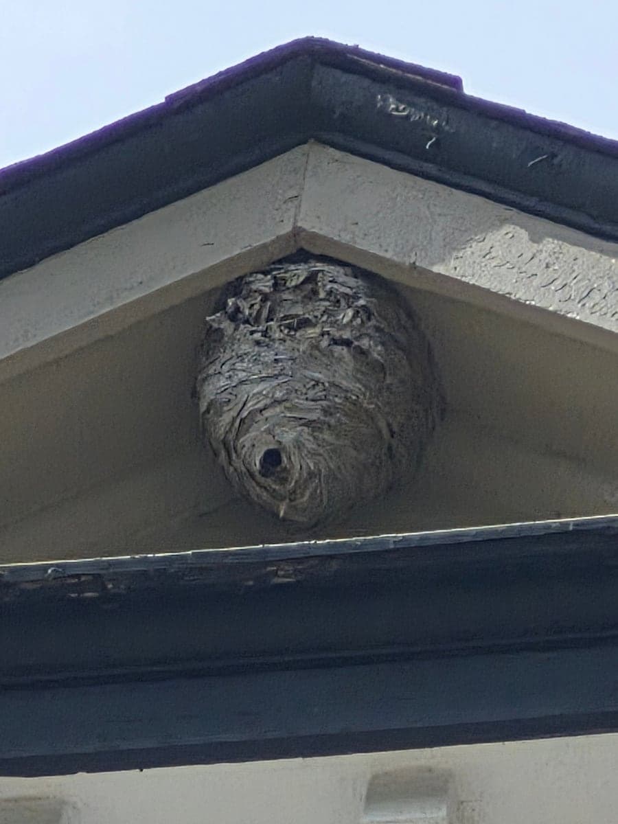 A large grey paper nest built into the peak of a roof gable, with its entrance hole visible underneath.