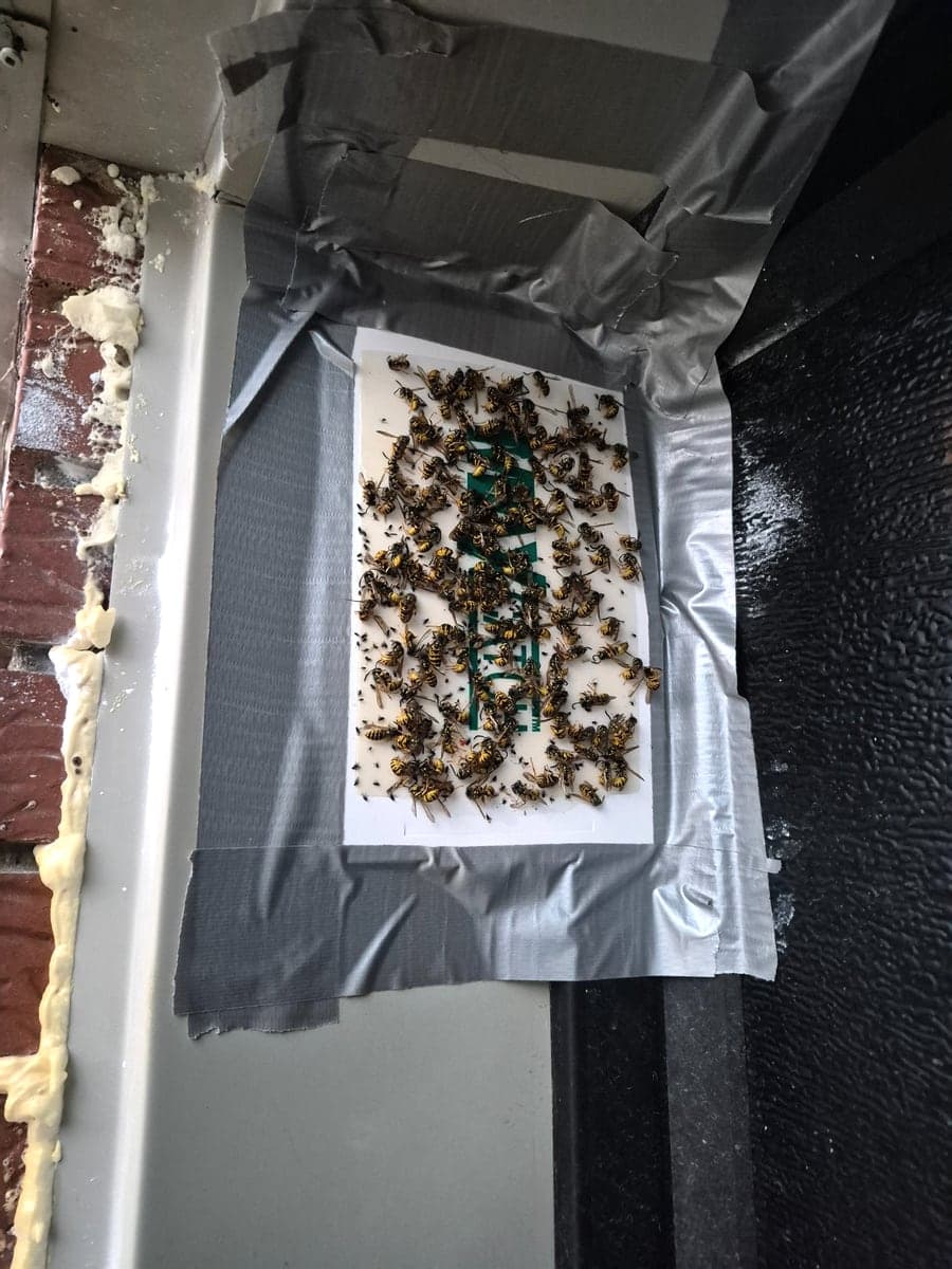 A glue board taped to the garage door frame, covered in captured wasps, with expanding foam visible along the brickwork.