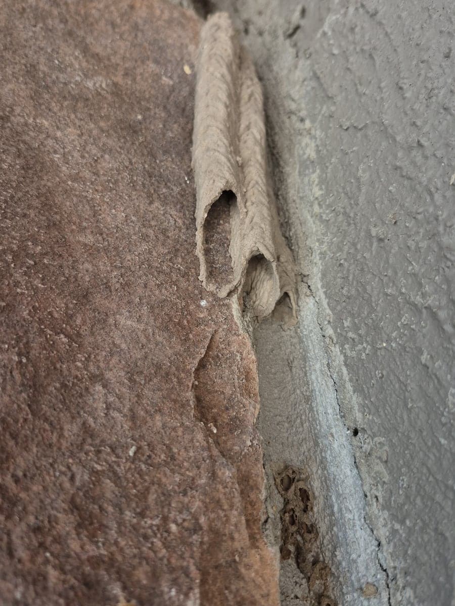 A small tube-shaped paper nest built into the mortar joint between stone and concrete.