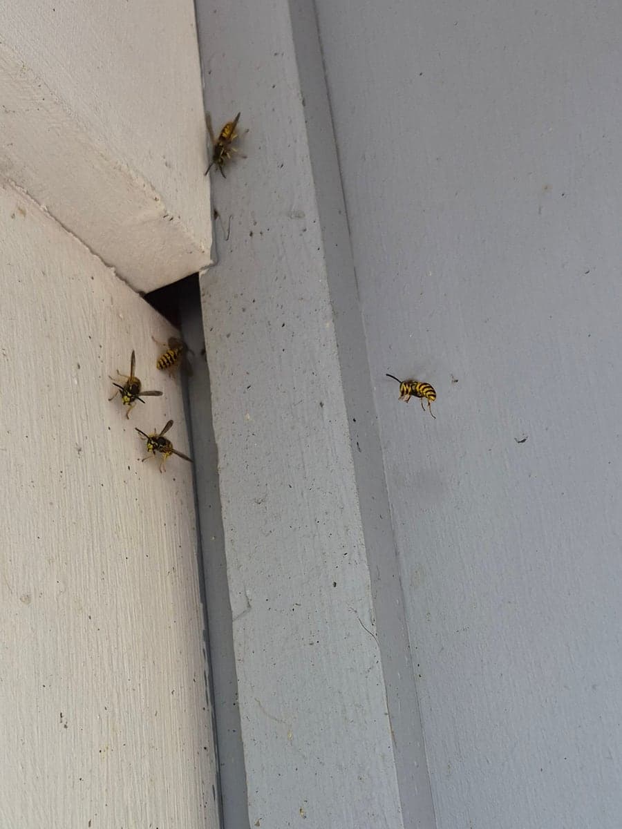 Several wasps flying around a narrow gap where porch trim meets the siding.