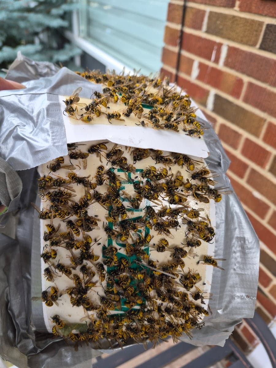A trap board held up against a brick wall, covered in captured wasps.